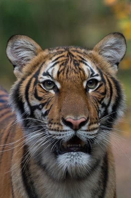 harimau_positif_covid_19_gugus_sumut_ingatkan_jagajarakdulu_ke_hewan
