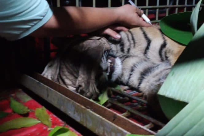 harimau_sumatera_yang_terkena_jerat_di_kebun_warga_dievakuasi_bksda_sumut