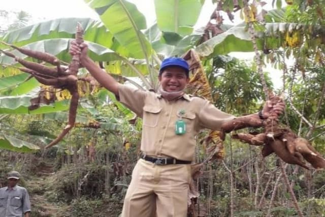 hebat_gunung_kidul_panen_raya_singkong_seluas_45816_hektare