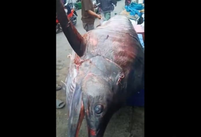 heboh_nelayan_tanjung_balai_asahan_tangkap_ikan_marlin_raksasa_seberat_450_kg