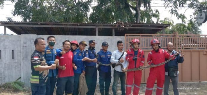 heboh_ular_piton_25_meter_masuk_rumah_warga_di_tanjungbalai