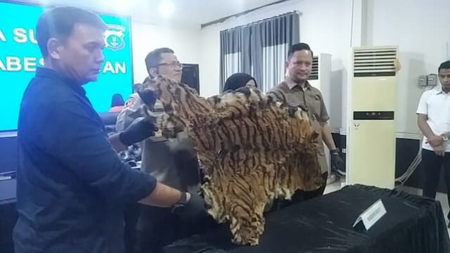 hendak_jual_kulit_harimau_rp_15_juta_dua_pelaku_diringkus_polisi