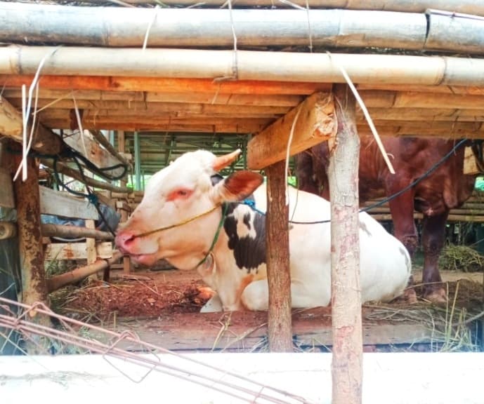 hukum_kurban_kriteria_hewan_dan_golongan_yang_berhak_menerima