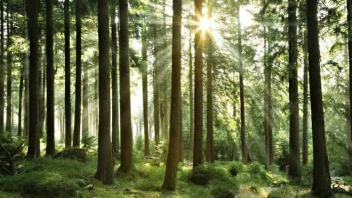 hutan_di_hatonduhan_dikuasai_masyarakat_dan_pt_kph_ii_siantar_koordinasi_ke_aph