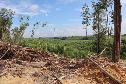 hutan_riau_hilang_20_ribu_hektare_sepanjang_2023