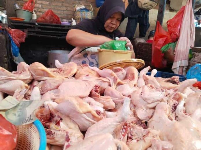 ibu_ibu_kegirangan_harga_daging_ayam_di_siantar_berangsur_turun