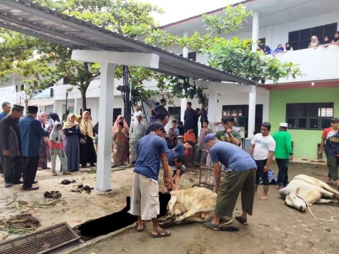 idul_adha_hari_ini_muhammadiyah_kisaran_timur_sembelih_13_ekor_sapi