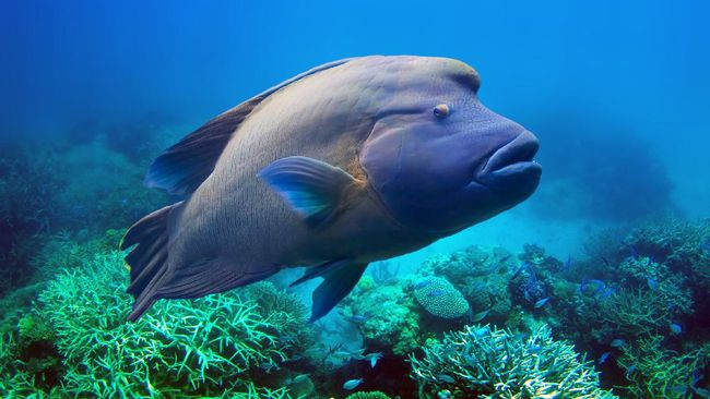 ikan_napoleon_muncul_di_riau_raksasa_penjaga_terumbu_karang