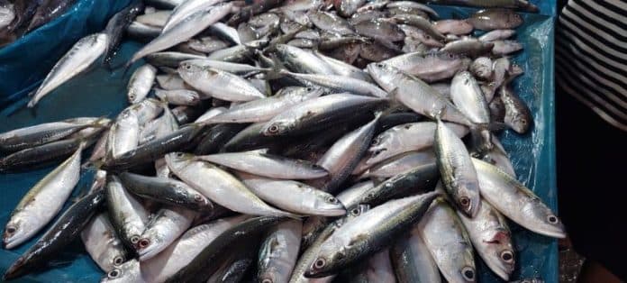ikan_segar_kosong_masyarakat_disarankan_konsumsi_ikan_budidaya_dan_ayam