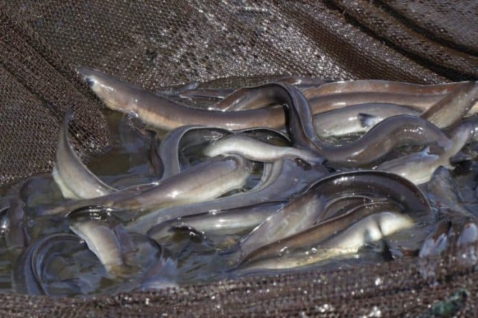 ikan_sidat_berpotensi_besar_untuk_ekspor_pasar_global