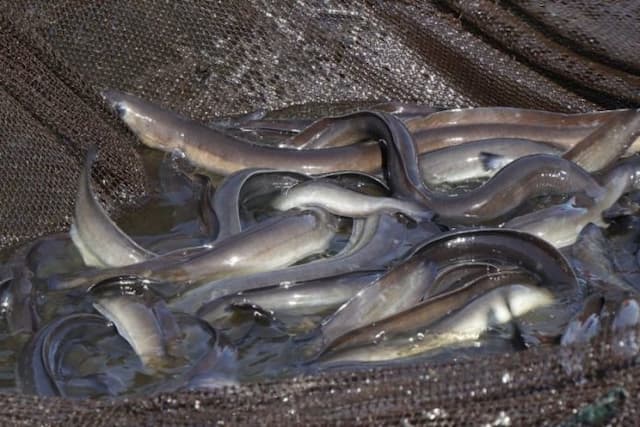 ikan_sidat_berpotensi_besar_untuk_ekspor_pasar_global