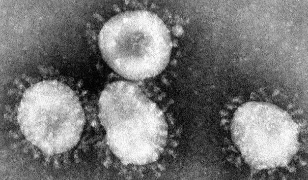 ilmuan_temukan_jenis_flu_baru_yang_berpotensi_menjadi_pandemi