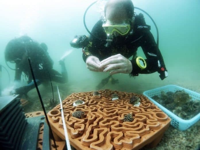 ilmuwan_ciptakan_ubin_terra_cotta_3d_mendorong_pertumbuhan_terumbu_karang