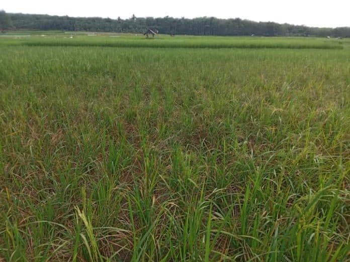 imbas_diserang_hama_300_hektar_sawah_di_kecamatan_sihapas_barumun_palas_terancam_gagal_panen