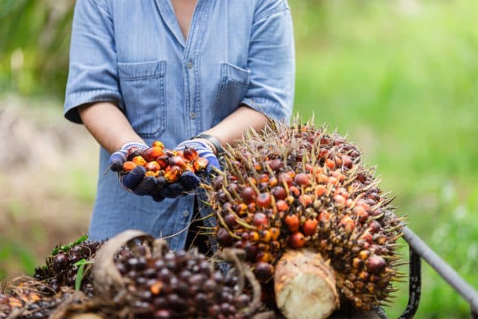 indonesia_luncurkan_harga_acuan_sawit_sendiri_pada_juni_mendatang