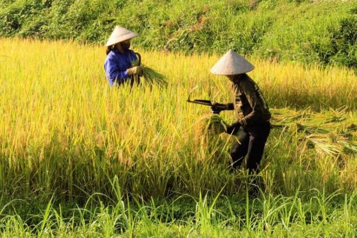 ini_cara_leluhur_sunda_selamatkan_warga_di_krisis_pangan