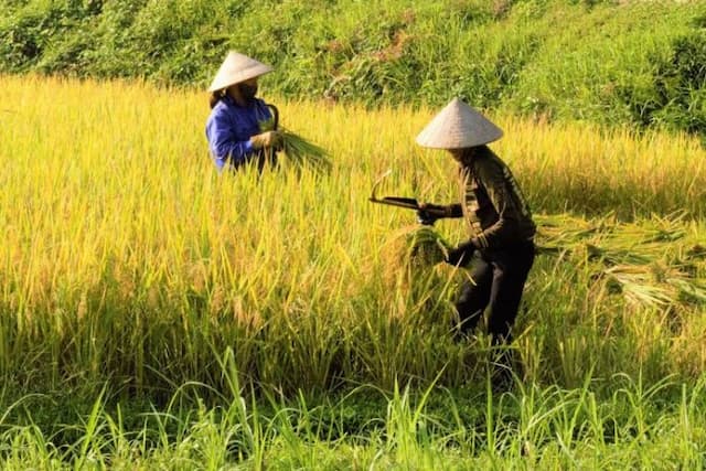 ini_cara_leluhur_sunda_selamatkan_warga_di_krisis_pangan