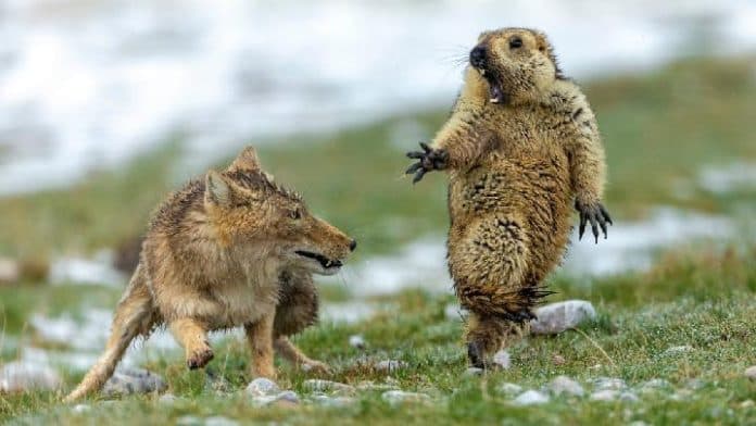 inilah_foto_pemenang_wildlife_photographer_of_the_year