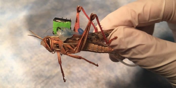insinyur_menggunakan_serangga_cyborg_sebagai_mesin_penginderaan_biorobotik