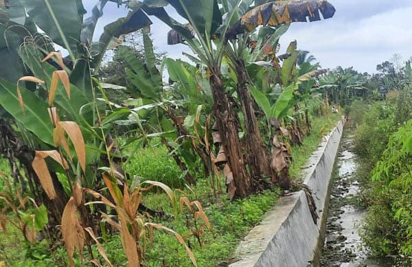 irigasi_tak_kunjung_diperbaiki_petani_padi_sigobar_terpaksa_beralih_ke_jagung