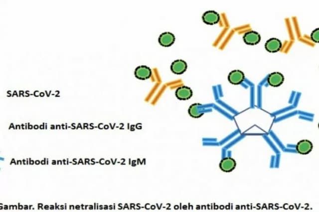 israel_isolasi_antibodi_monoklonal_untuk_pengobatan_covid_19