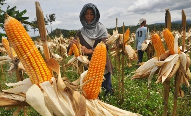 jagung_simalungun_diekspor_ke_singapura_malaysia_dan_jepang