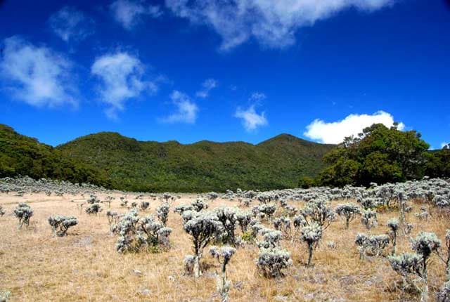 jalur_pendakian_gunung_gede_pangrango_kembali_dibuka