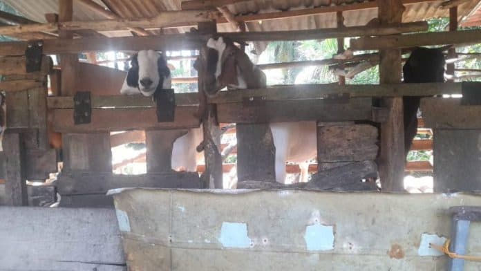 jelang_idul_adha_2023_pesanan_hewan_kurban_kambing_di_simalungun_meningkat