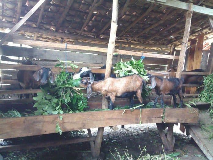 jelang_idul_adha_2024_kambing_paling_banyak_dicari_di_simalungun