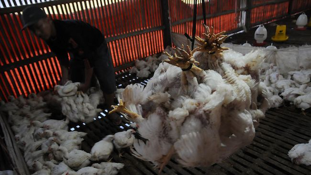 jepang_musnahkan_ribuan_ayam_akibat_flu_burung