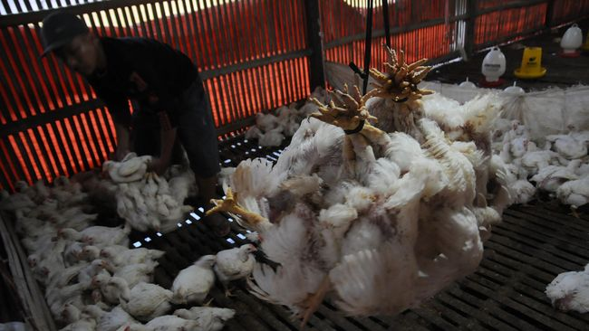 jepang_musnahkan_ribuan_ayam_akibat_flu_burung