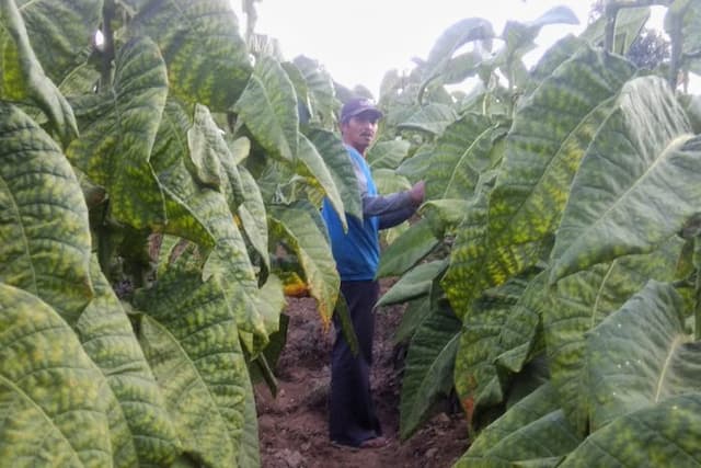 jika_tarif_cukai_rokok_naik_nasib_5_juta_pekerja_tembakau_terancam_bos