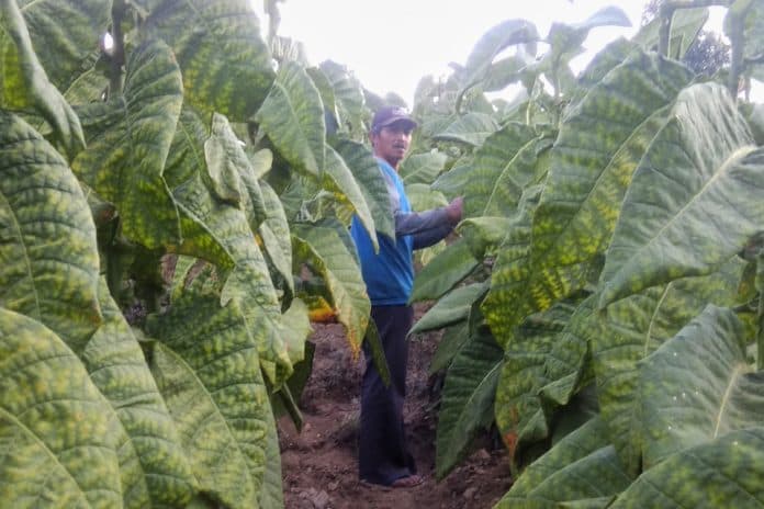 jika_tarif_cukai_rokok_naik_nasib_5_juta_pekerja_tembakau_terancam_bos