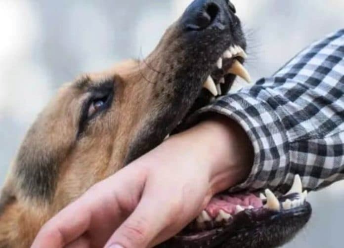 kabupaten_samosir_toba_dan_simalungun_hadapi_kasus_gigitan_hewan_penular_rabies_tertinggi_di_sumut