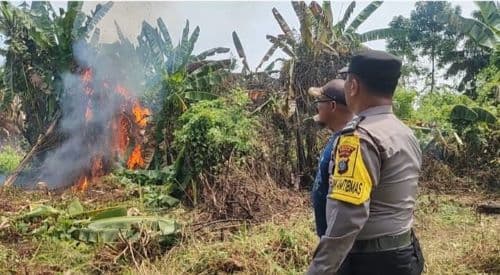 kadus_iii_desa_lalang_bersama_bhabinkamtibmas_bakar_lokasi_pemakai_narkoba