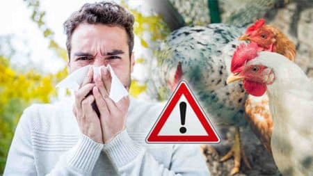 kasus_flu_burung_di_jepang_naik_ke_rekor_tertinggi
