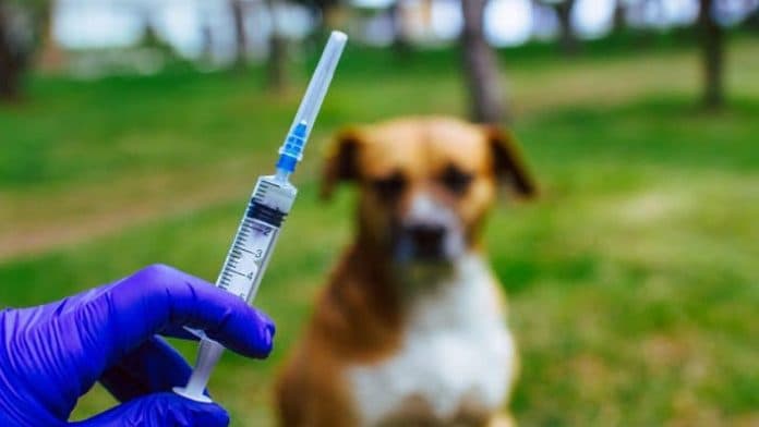 kasus_gigitan_anjing_di_simalungun_capai_447_kasus_dinkes_2_meninggal