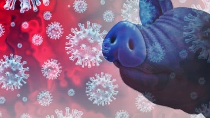 kasus_pertama_virus_flu_babi_terdeteksi_pada_manusia