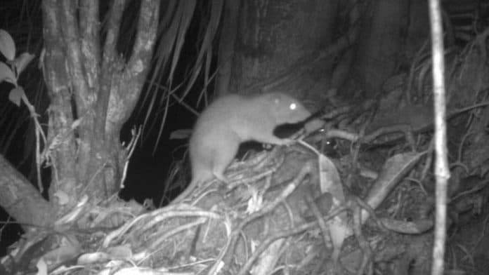 keberadaan_tikus_raksasa_terekam_di_kepulauan_solomon
