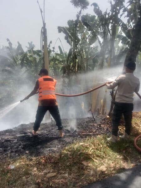 kebun_pisang_di_binjai_terbakar_hebohkan_warga