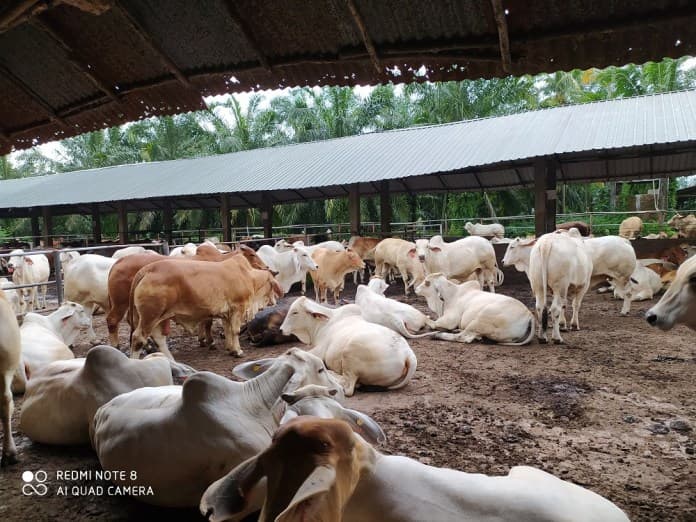 kebutuhan_daging_sapi_di_deli_serdang_terpenuhi