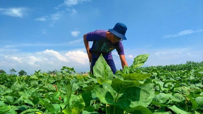 kedelai_disebut_tidak_cocok_ditanam_di_simalungun_ini_tanggapan_kadis_pertanian