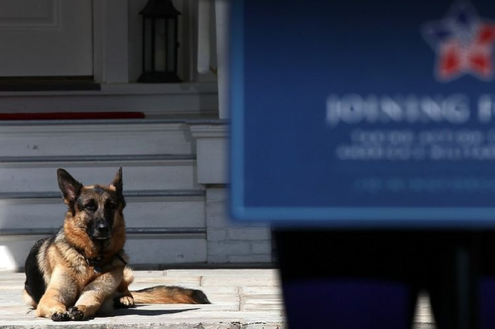 keluarga_joe_biden_bersedih_karena_kematian_anjing_kesayangan