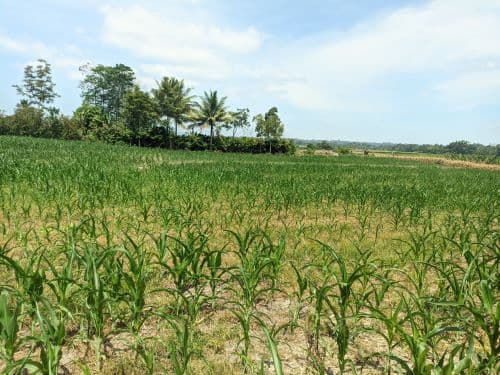 kemarau_panjang_di_simalungun_ganggu_pertumbuhan_jagung