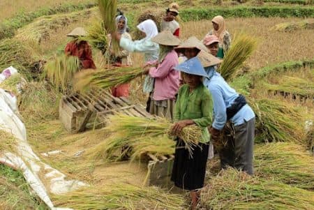 kemendag_tak_terbitkan_izin_impor_beras_umum_selama_tahun_2021