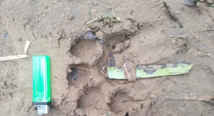 kemunculan_jejak_harimau_di_desa_situmba_julu_sipirok_resahkan_warga