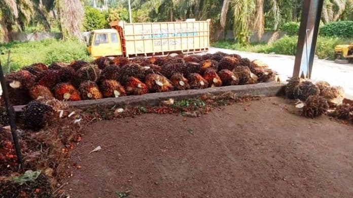 kenaikan_harga_sawit_belum_mampu_dongkrak_ekonomi_petani_di_tanah_jawa