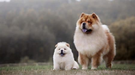 kenali_5_fakta_menarik_mengenai_anjing_chow_chow