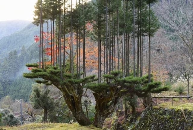 kesempurnaan_pohon_cedar_yang_sangat_lurus_berkat_tehnik_daisugi_jepang_abad_ke_15