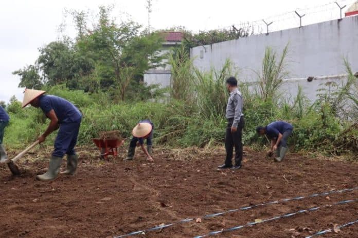 ketahanan_pangan_di_balik_jeruji_wbp_lapas_narkotika_kelas_iia_pematangsiantar_tanam_jagung